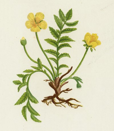 Silver Weed by English School